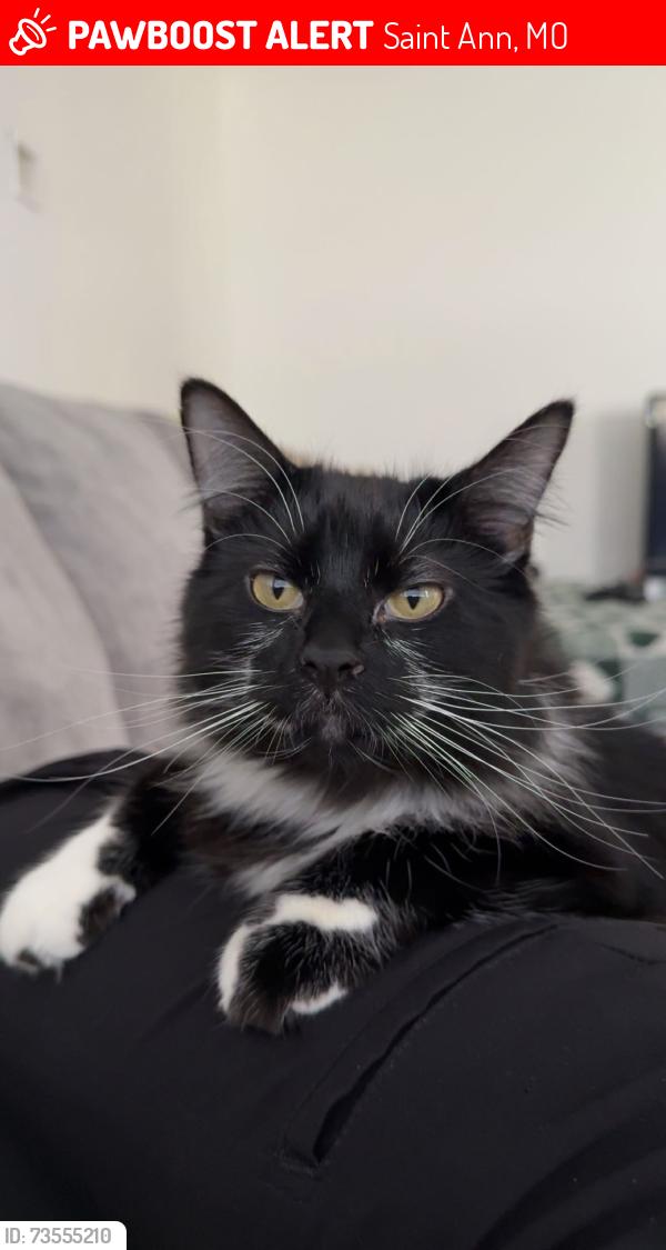 Lost Female Cat last seen Mert Ave, Saint Ann, MO 63074
