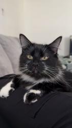 Lost Female Cat last seen Mert Ave, Saint Ann, MO 63074