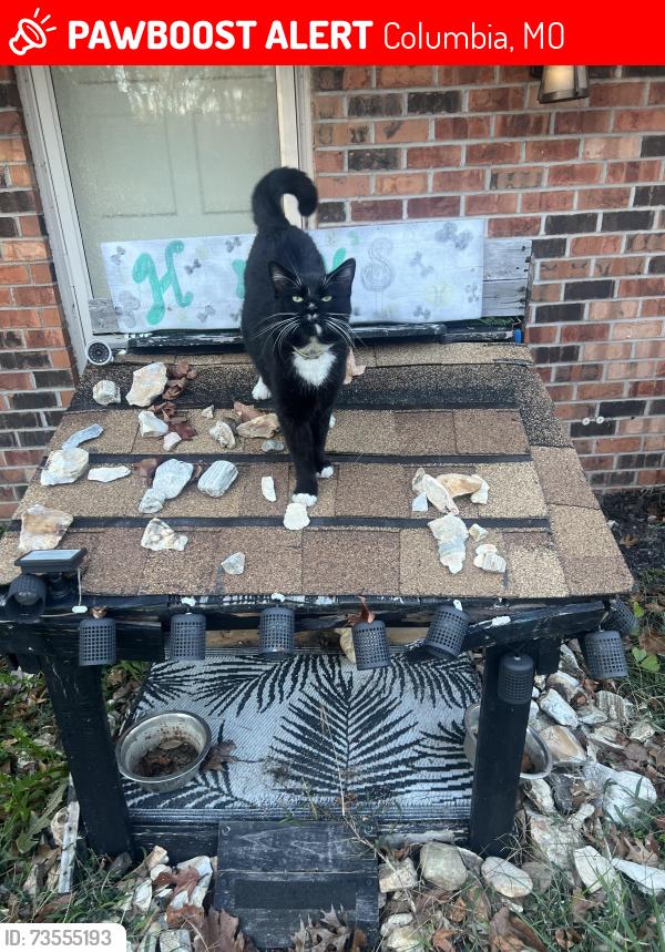 Lost Male Cat last seen creasy springs by mauller, Columbia, MO 65202