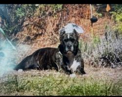 Found/Stray Unknown Dog last seen Gravelbrook, Cary, NC 27512