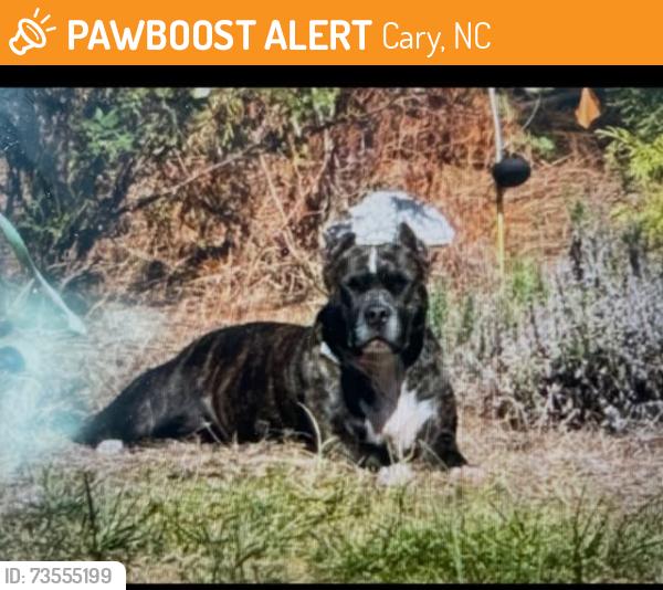 Found/Stray Unknown Dog last seen Gravelbrook, Cary, NC 27512