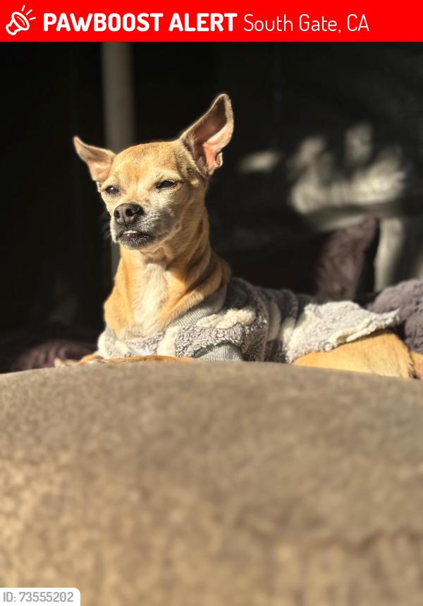 Lost Male Dog last seen San Carlos ave and michigan ave, South Gate, CA 90280