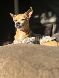 Lost Male Dog last seen San Carlos ave and michigan ave, South Gate, CA 90280