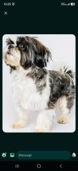 Lost Unknown Dog last seen 6th and Sheridan, Denver, CO 80204