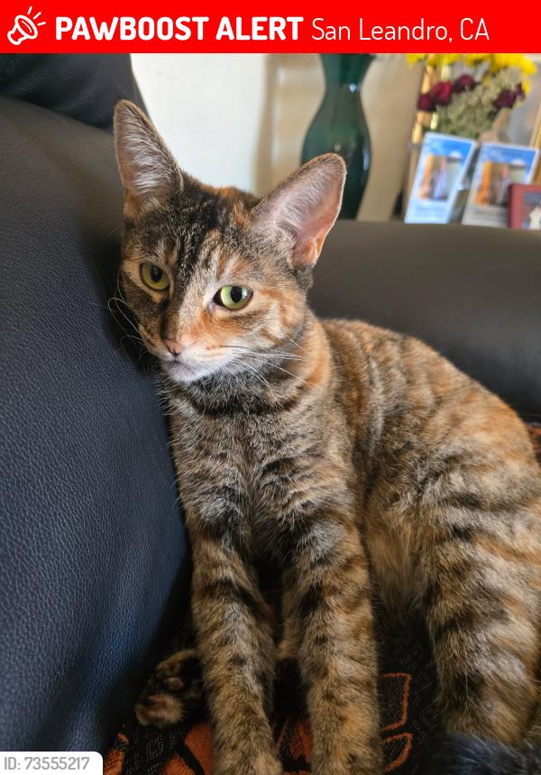 Lost Female Cat last seen San Leandro Blvd, San Leandro, CA 94577