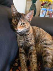 Lost Female Cat last seen San Leandro Blvd, San Leandro, CA 94577