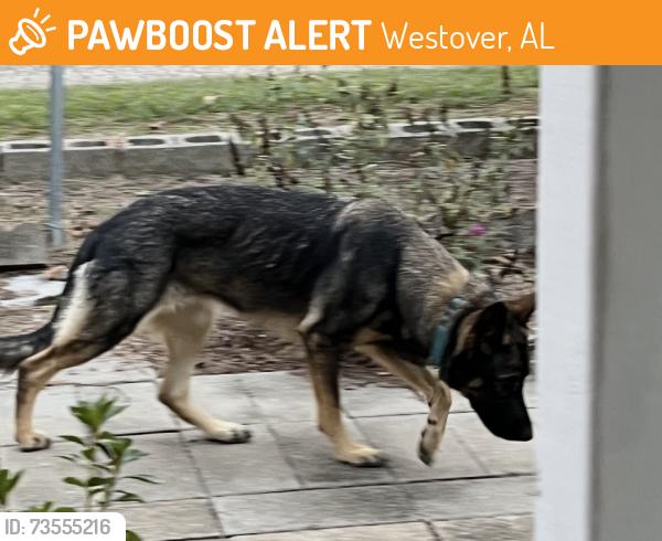 Found/Stray Female Dog last seen Near hwy and old 280, Westover, AL 35043