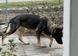 Found/Stray Female Dog last seen Near hwy and old 280, Westover, AL 35043