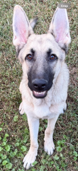 Found/Stray Male Dog last seen On Playground Rd., Archdale, NC 27370