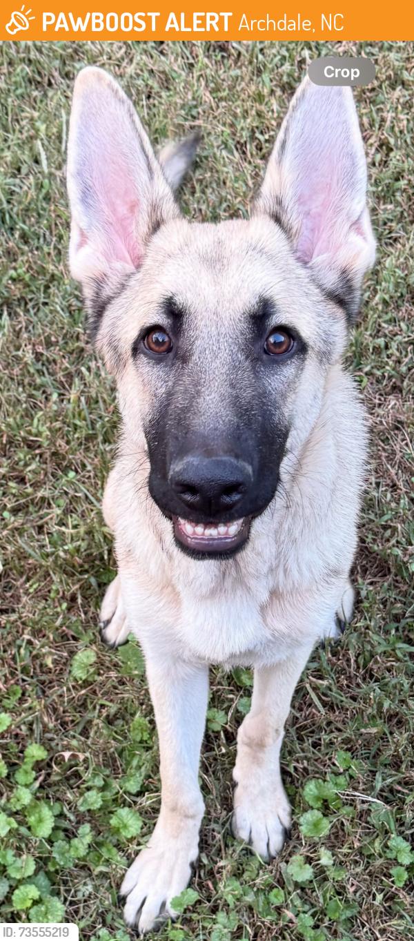 Found/Stray Male Dog last seen On Playground Rd., Archdale, NC 27370