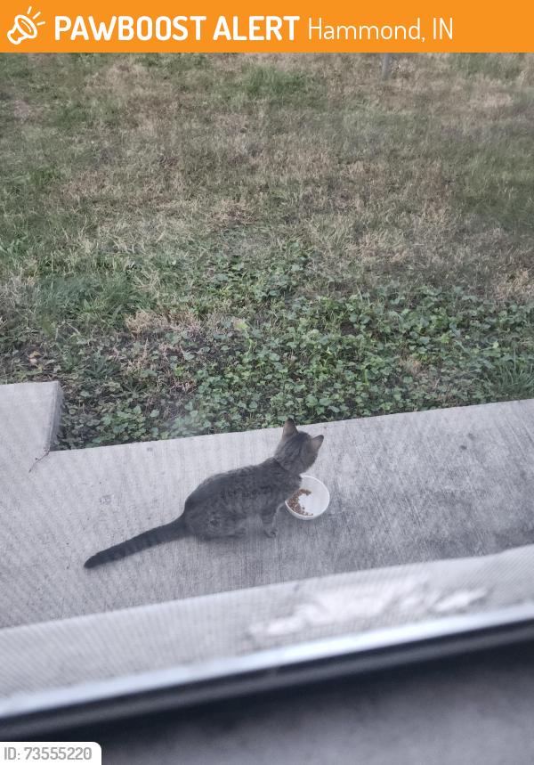 Found/Stray Female Cat last seen Linz meat factory, Hammond, IN 46327
