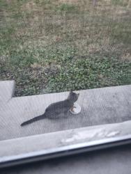 Found/Stray Female Cat last seen Linz meat factory, Hammond, IN 46327