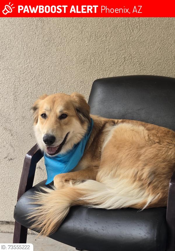 Lost Female Dog last seen 19th ave and Augusta, Phoenix, AZ 85023