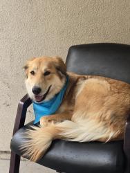 Lost Female Dog last seen 19th ave and Augusta, Phoenix, AZ 85023