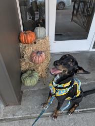 Reunited Male Dog last seen Shiloh and Campbell, Garland, TX 75044