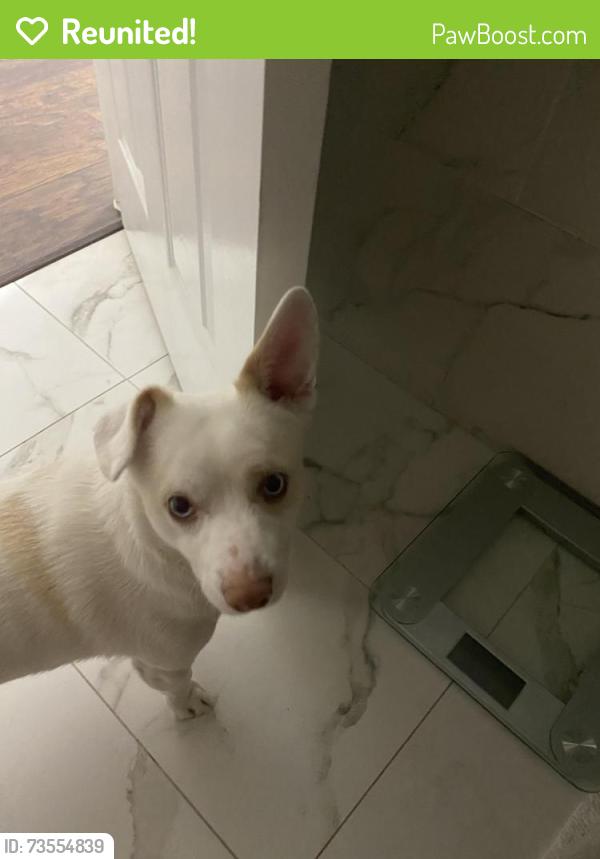 Reunited Male Dog last seen Bonanza and sandhill, Las Vegas, NV 89110