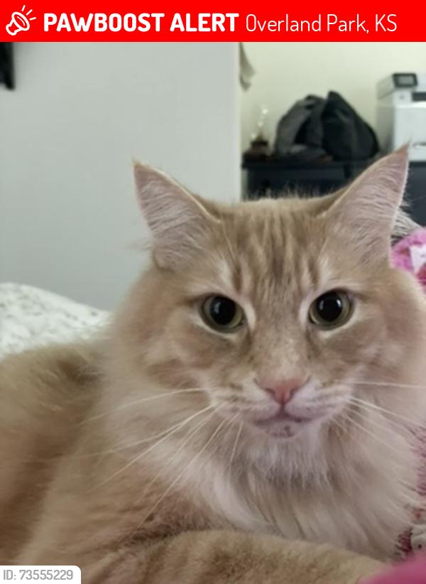 Lost Male Cat last seen 151st and nall, Overland Park, KS 66223