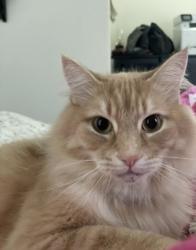 Lost Male Cat last seen 151st and nall, Overland Park, KS 66223