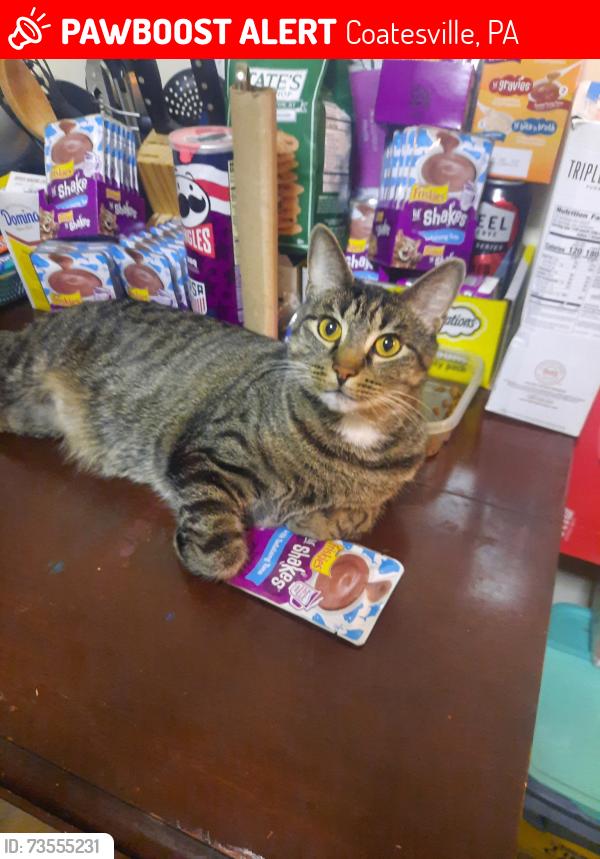 Lost Male Cat last seen 6th ave and Belmont street coatesville pa, Coatesville, PA 19320