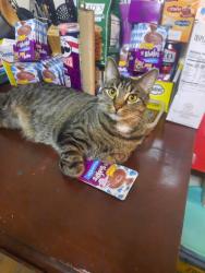 Lost Male Cat last seen 6th ave and Belmont street coatesville pa, Coatesville, PA 19320