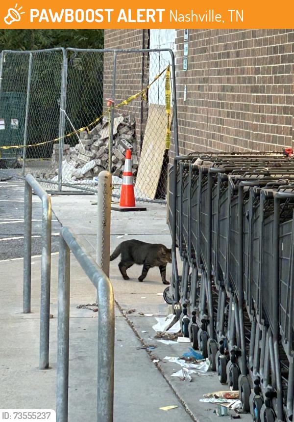 Found/Stray Unknown Cat last seen Aldi parking lot, Nashville, TN 37076