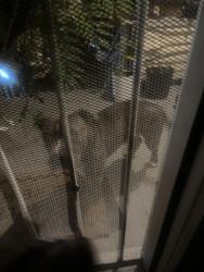 Found/Stray Male Dog last seen Near Westwood ave, Akron, OH 44302