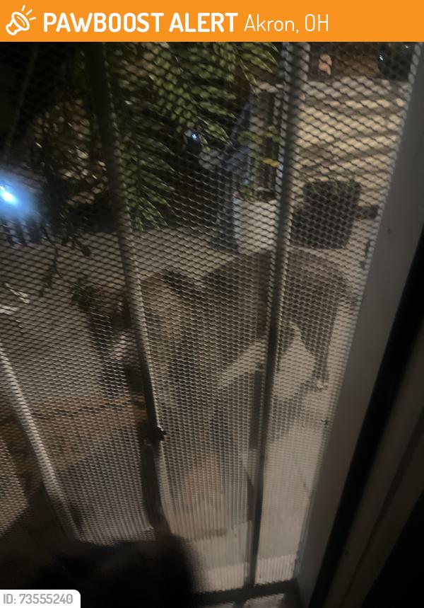 Found/Stray Male Dog last seen Near Westwood ave, Akron, OH 44302