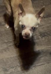 Reunited Male Dog last seen Near Gunter st in or out of lupine terrace apmts, Austin, TX 78721