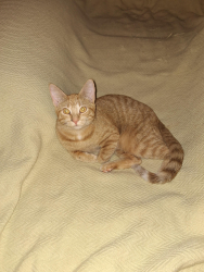 Lost Male Cat last seen Old Adam's Rd, Fuquay-Varina, NC 27526