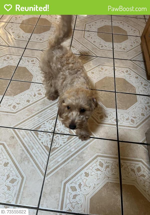 Reunited Female Dog last seen Poplar ave , san bernardino ave, Fontana, CA 92335