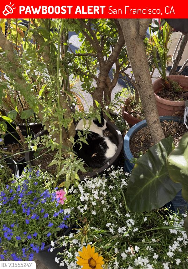 Lost Female Cat last seen Near York st, San Francisco, CA 94110