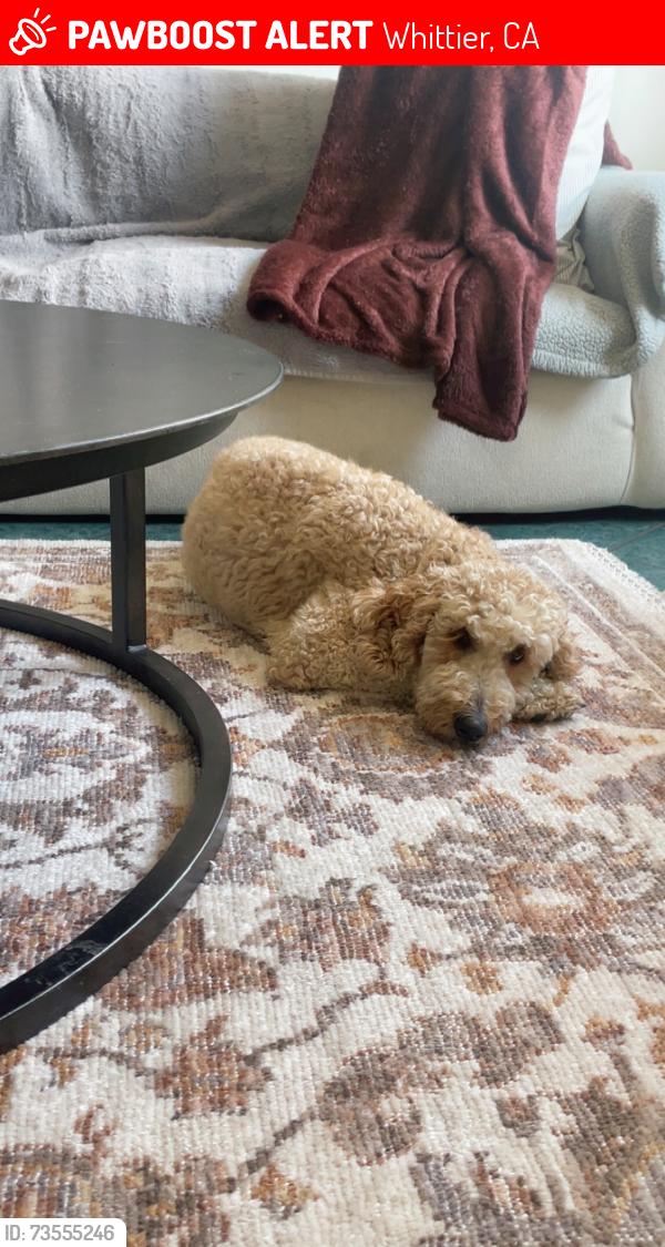 Lost Female Dog last seen Victoria ave, Whittier, CA 90604