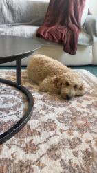 Lost Female Dog last seen Victoria ave, Whittier, CA 90604