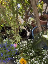 Lost Female Cat last seen Near York st, San Francisco, CA 94110