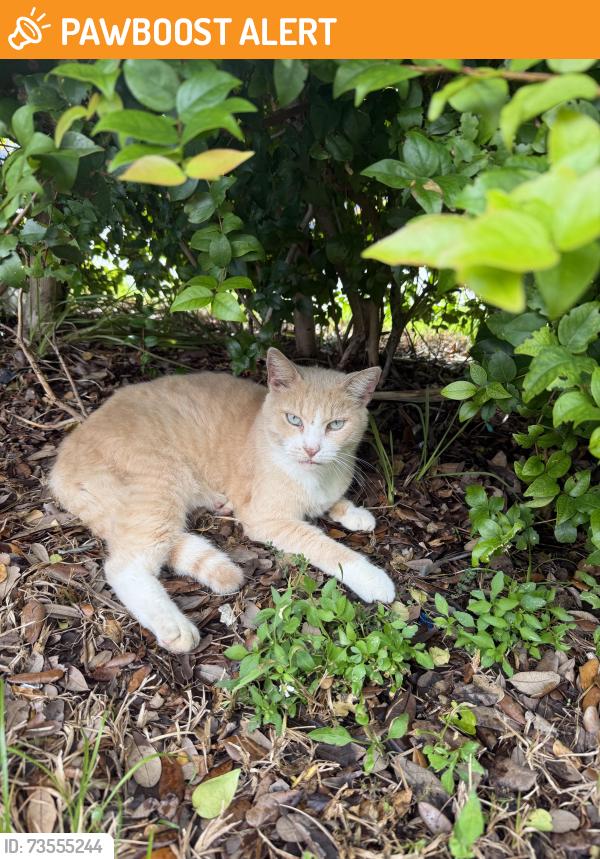 Found/Stray Male Cat last seen Near Kolosok Store, 250 N Federal Hwy (US-1), Hallandale Beach, Hallandale Beach, FL 33009