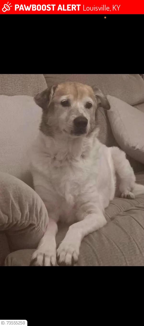 Lost Female Dog last seen Sale ave and Taylor, Louisville, KY 40215