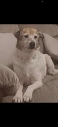 Lost Female Dog last seen Sale ave and Taylor, Louisville, KY 40215