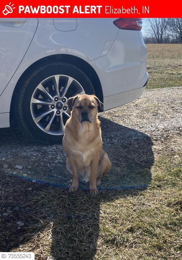 Lost Male Dog last seen Rogers Campground Rd, Elizabeth, IN 47117