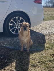 Lost Male Dog last seen Rogers Campground Rd, Elizabeth, IN 47117