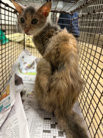 Shelter Stray Female Cat last seen , 14409 Vanowen St, Van Nuys, CA 91405, USA