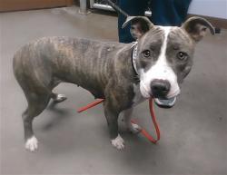 Shelter Stray Female Dog last seen 48TH ST AND ROESER RD, 2500 S 27th Ave, Phoenix, AZ 85009, USA