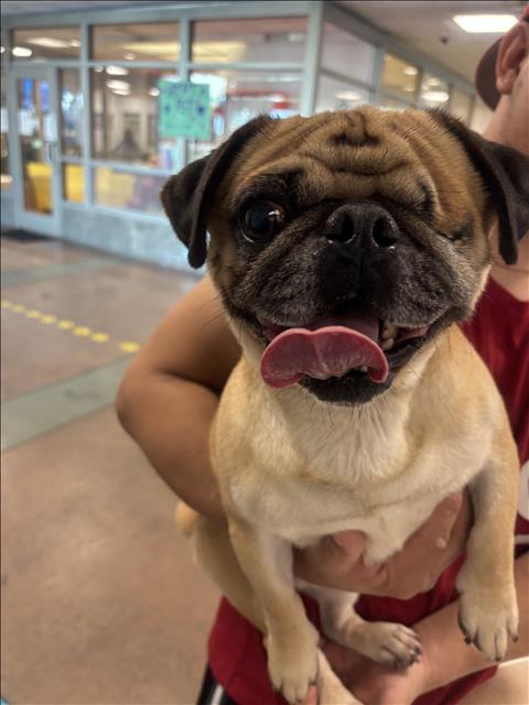 Shelter Stray Male Dog last seen , 14409 Vanowen St, Van Nuys, CA 91405, USA