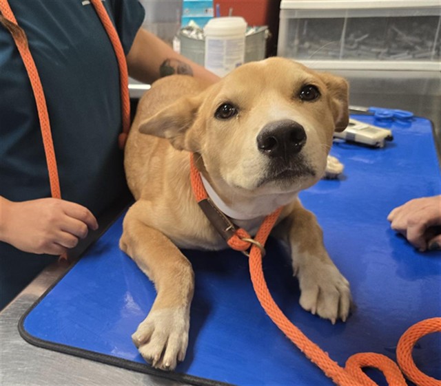 Shelter Stray Male Dog last seen 51ST AVE AND GLENDALE AVE, 2500 S 27th Ave, Phoenix, AZ 85009, USA