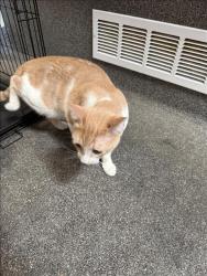 Shelter Stray Unknown Cat last seen , 3201 Lacy St, Los Angeles, CA 90031, USA
