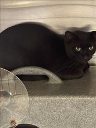 Shelter Stray Male Cat last seen , 1850 W 60th St, Los Angeles, CA 90047, USA