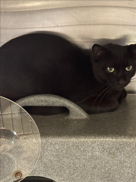 Shelter Stray Male Cat last seen , 1850 W 60th St, Los Angeles, CA 90047, USA
