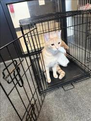 Shelter Stray Unknown Cat last seen , 3201 Lacy St, Los Angeles, CA 90031, USA