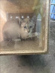 Shelter Stray Male Cat last seen , 1850 W 60th St, Los Angeles, CA 90047, USA