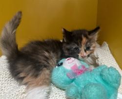 Shelter Stray Female Cat last seen , 3201 Lacy St, Los Angeles, CA 90031, USA
