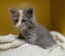 Shelter Stray Female Cat last seen , 3201 Lacy St, Los Angeles, CA 90031, USA